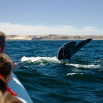 avistaje ballenas
