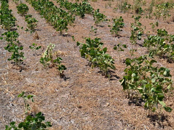 Alivio en el campo con la llegada de las primeras lluvias ante la grave sequía
