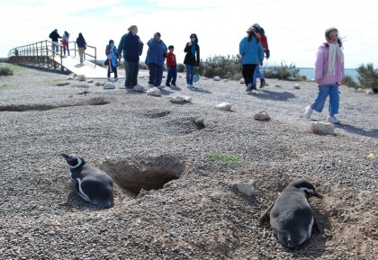 La entrada a Punta Tombo será gratuita el fin de semana largo