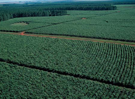 El Gobierno multó a la yerbatera «Las Marías»