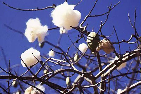 Este año se expropiarían 30.000 hectáreas algodoneras en Santa Fe