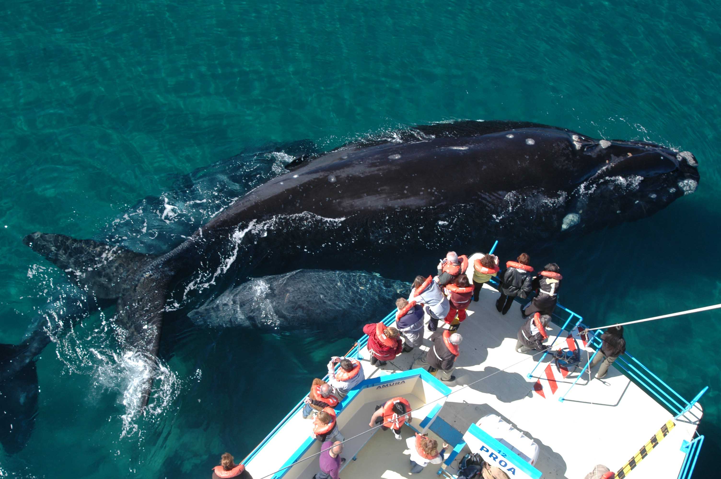El 15 de junio se inaugura la temporada de ballenas