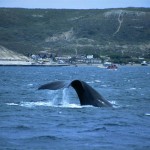 cola-ballena-chubut-2