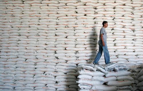 Agricultura distribuye cupos de exportación de azúcar