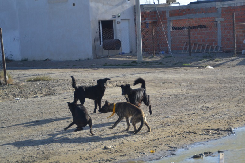 Fuerte debate por los perros callejeros