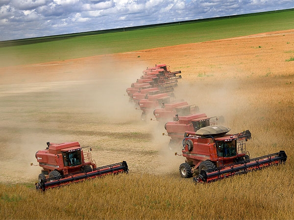 El precio de la soja pierde más de 7 dólares en el mercado internacional