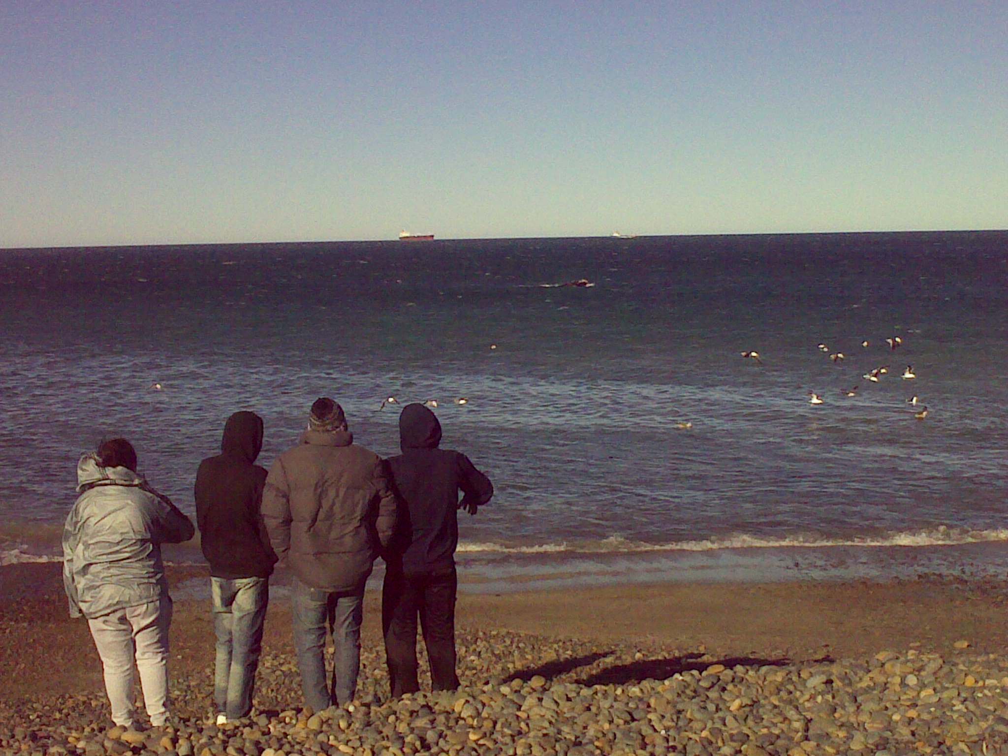 Las ballenas pasaron por las costas de nuestra ciudad