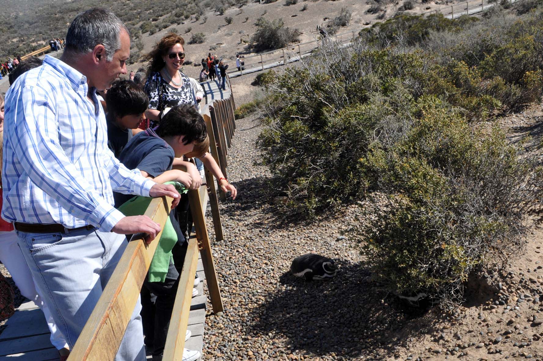 Quedó inaugurada la temporada en Punta Tombo