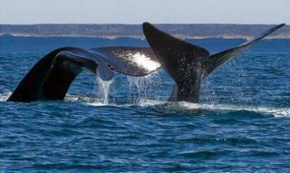 Reservas hoteleras casi agotadas para Madryn este fin de semana