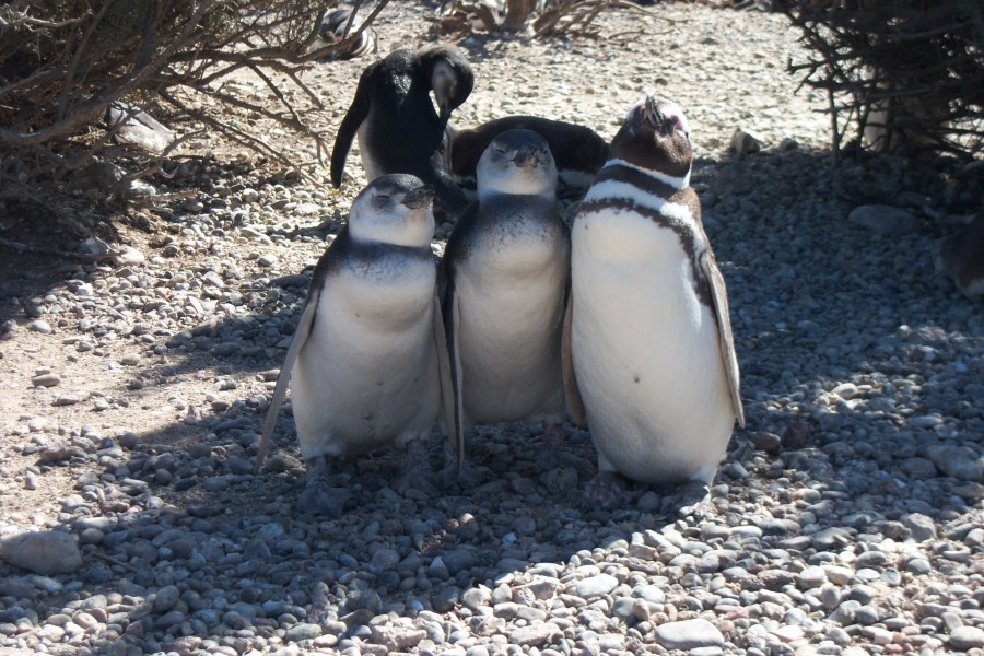 Presentarán el Plan de Manejo del Parque Marino Costero