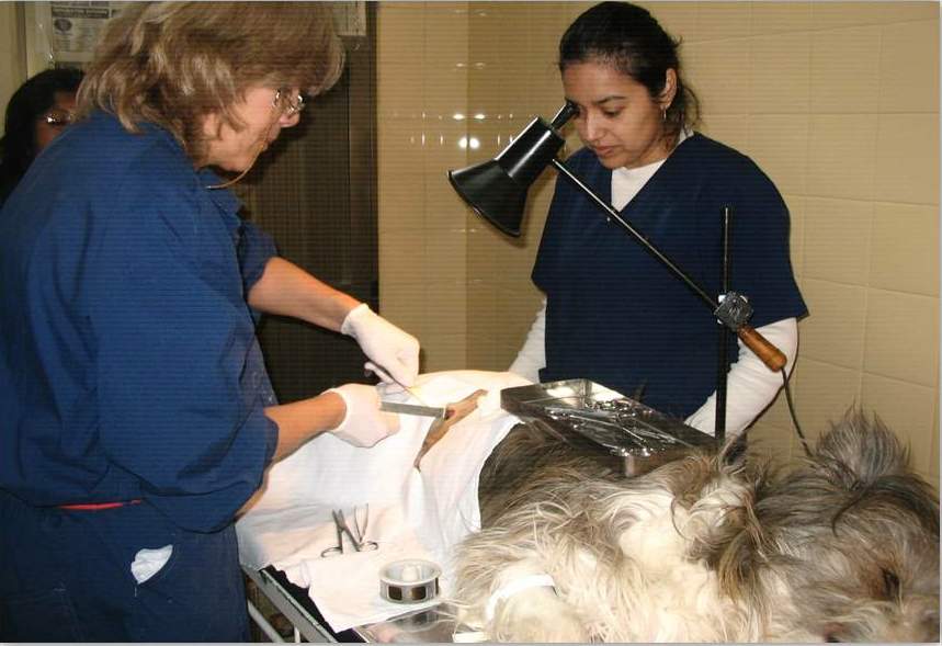 Programa de tenencia responsable de mascotas ya se implementa en Chubut