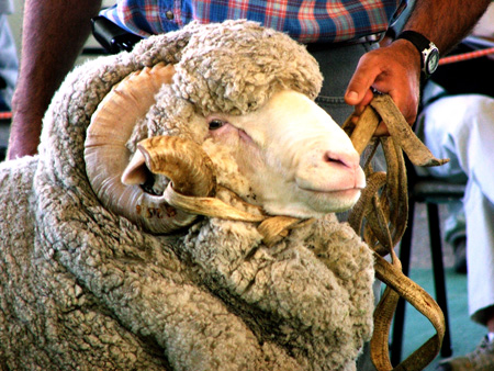 Aseguran que la ganadería ovina se encuentra en estado angustiante