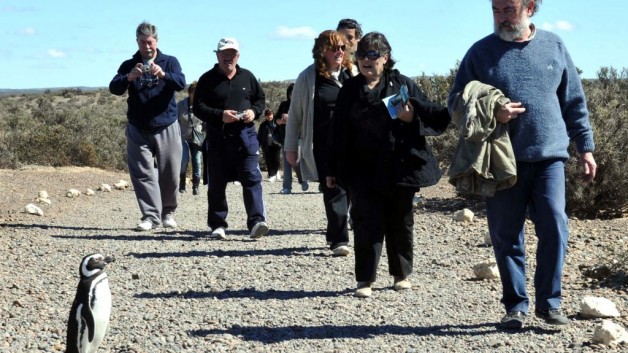 Trabajan en preparativos para la temporada de pingüinos