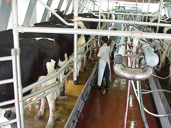 La leche, entre las más caras del mundo