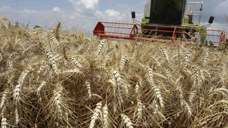 El Gobierno oficializó el fideicomiso de trigo para “garantizar abastecimiento y precios accesibles” de harina y fideos