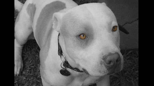 Buzzi vetó el proyecto de ley de Control Poblacional de Animales