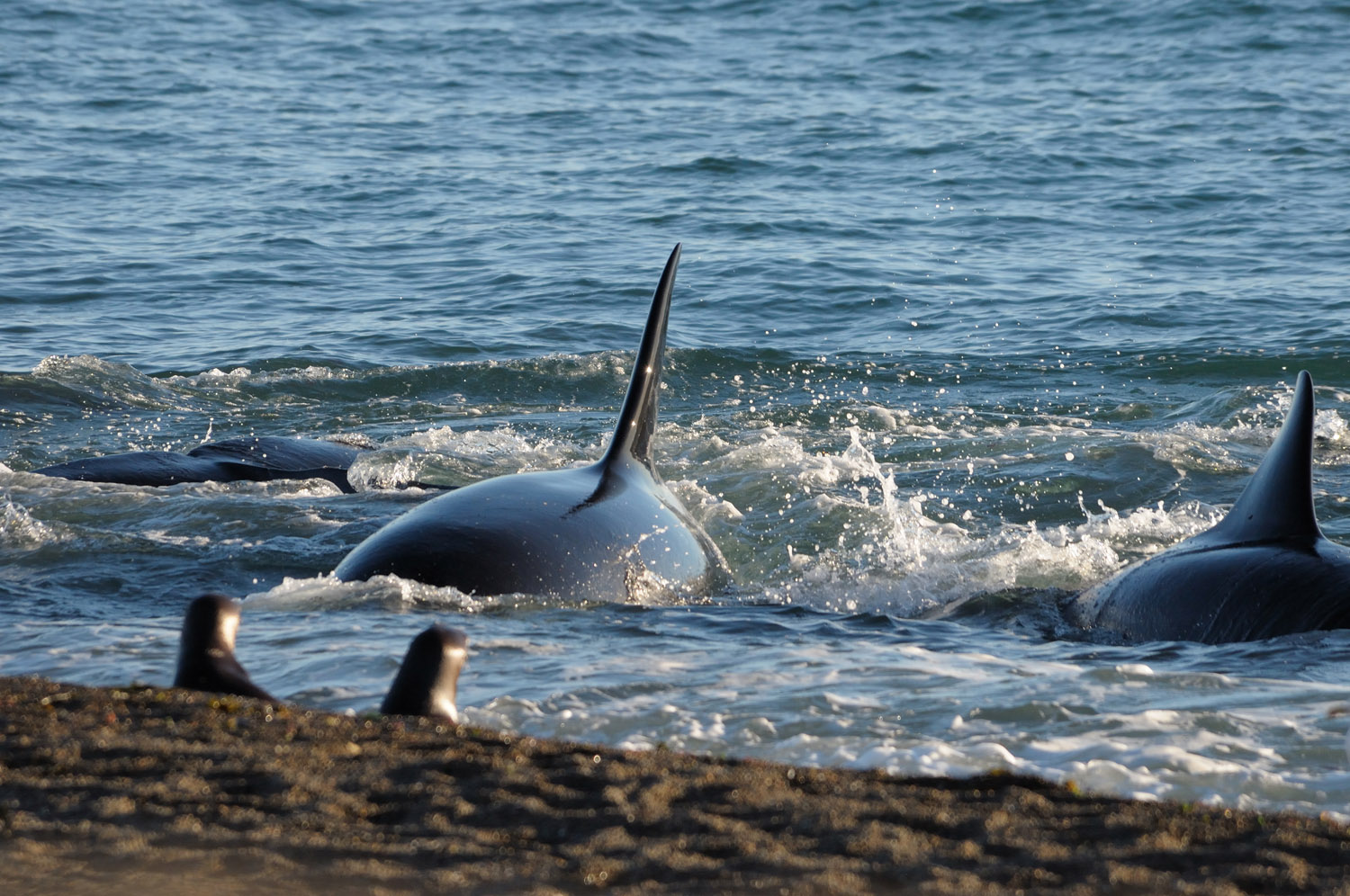Varamiento intencional de orcas será atractivo provincial