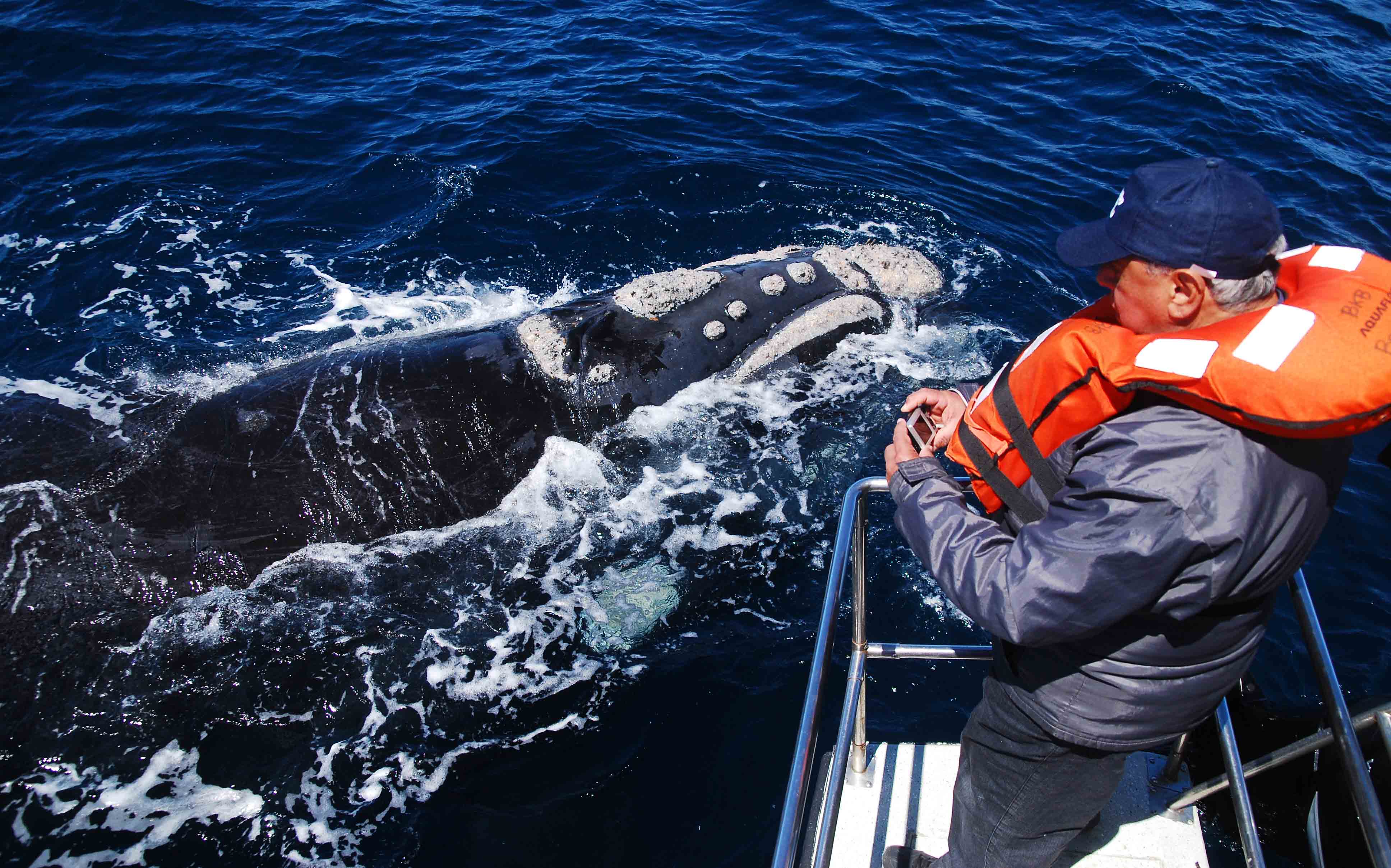 Innovación de propuestas en lanzamiento de temporada de Ballenas