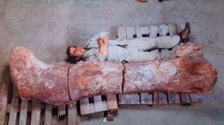 Hallaron en Chubut los restos de dinosaurio más grandes del mundo
