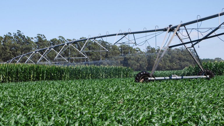 La soja aportará récord de cosecha y de liquidación de exportaciones