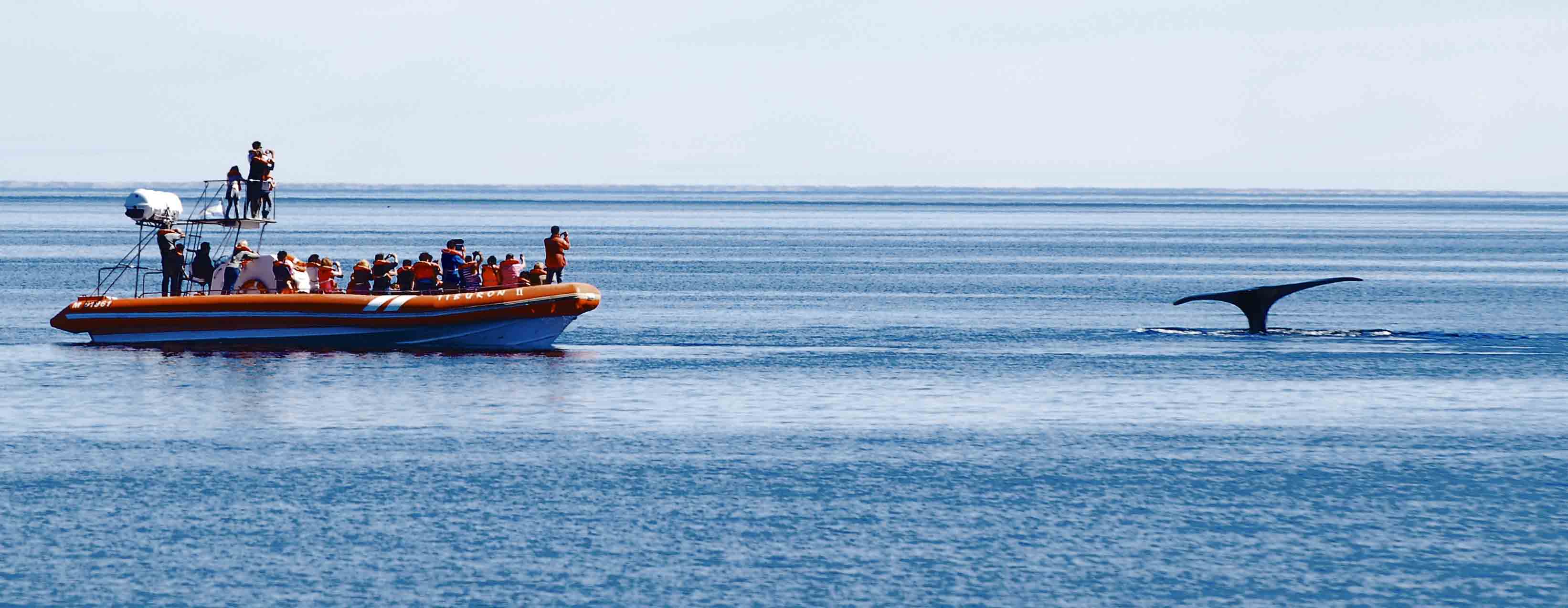 Teté Coustarot en el lanzamiento de «ballenas 2014…»