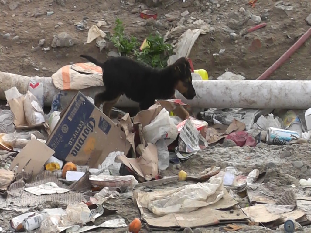 Intensifica las políticas de protección animal