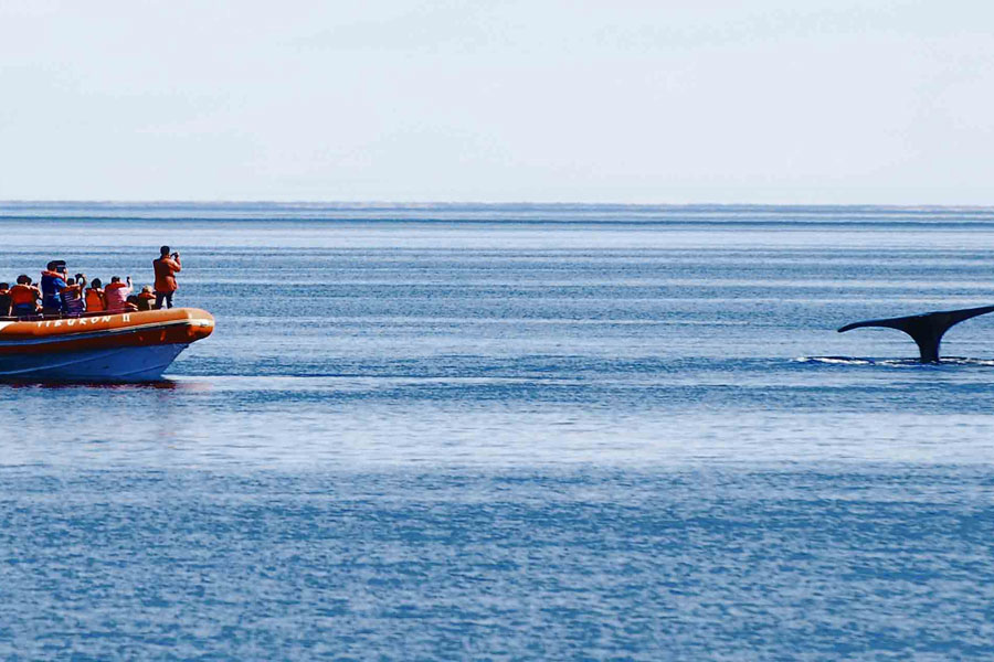 El avistaje de ballenas se incrementó casi un 10%