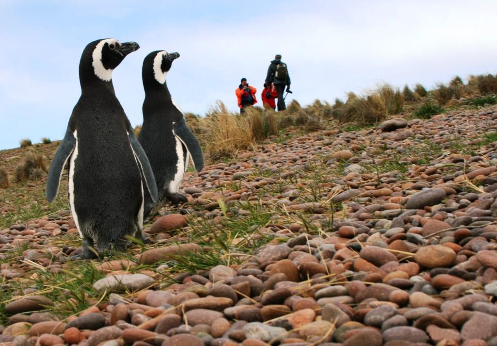 El 28 de septiembre se lanza la temporada de pingüinos