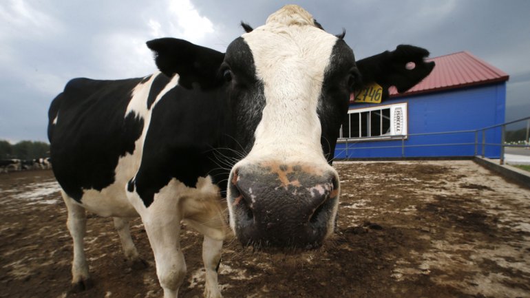 Tras 13 años, EEUU compraría carne argentina