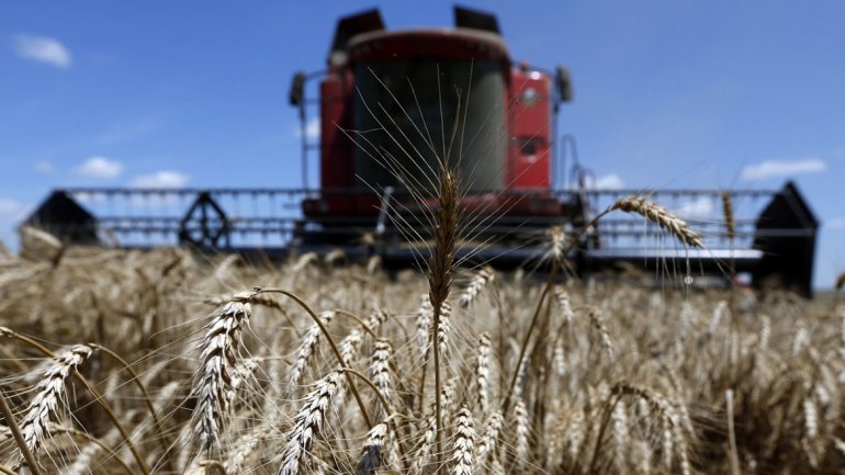 Temen suspensiones y despidos por trabas para exportar harina de trigo