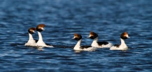 Maca Tobiano PAE Foto de Diego Punta Fernandez 2