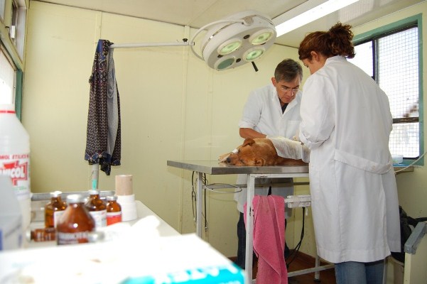 Habrá una jornada de esterilización en km 11