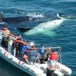 Puerto Piramides-CHUBUT--