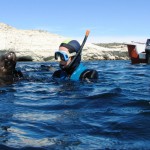 Buceo con lobos (1)