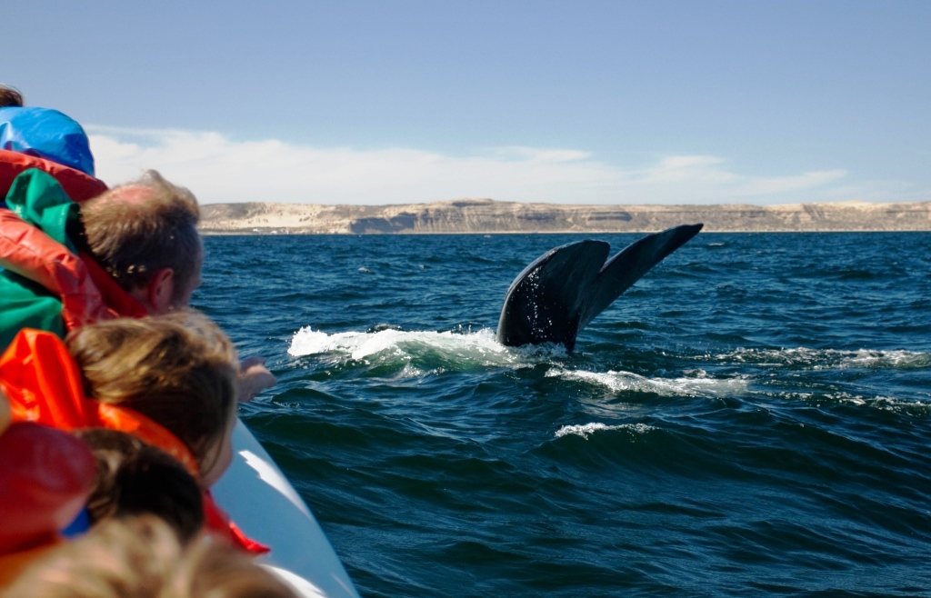 Cien mil turistas realizaron el avistaje de ballenas