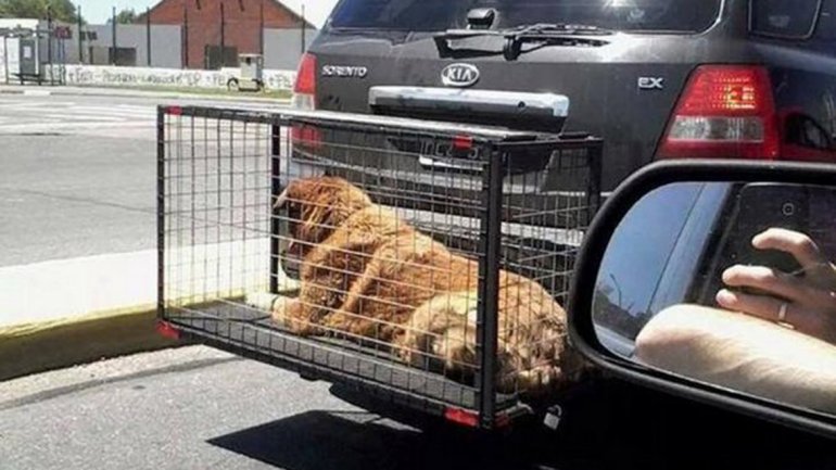 Multarán por llevar animales en jaulas colgadas