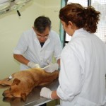 Esterilización