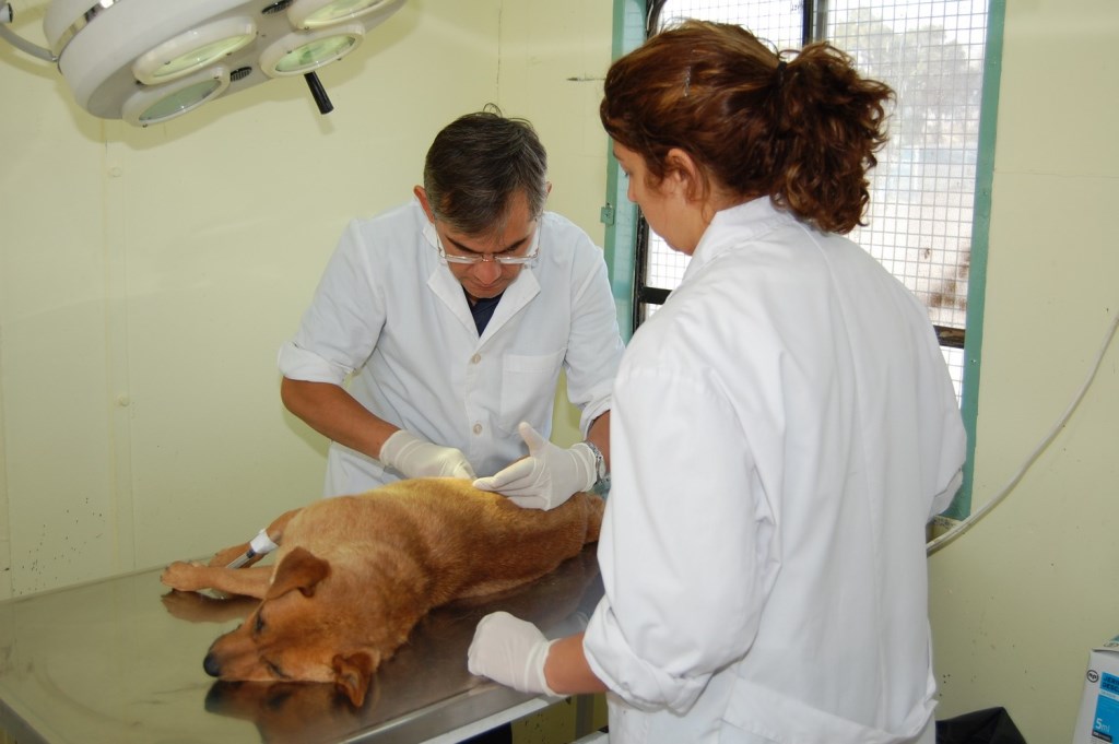 En febrero se retoma la esterilización de mascotas