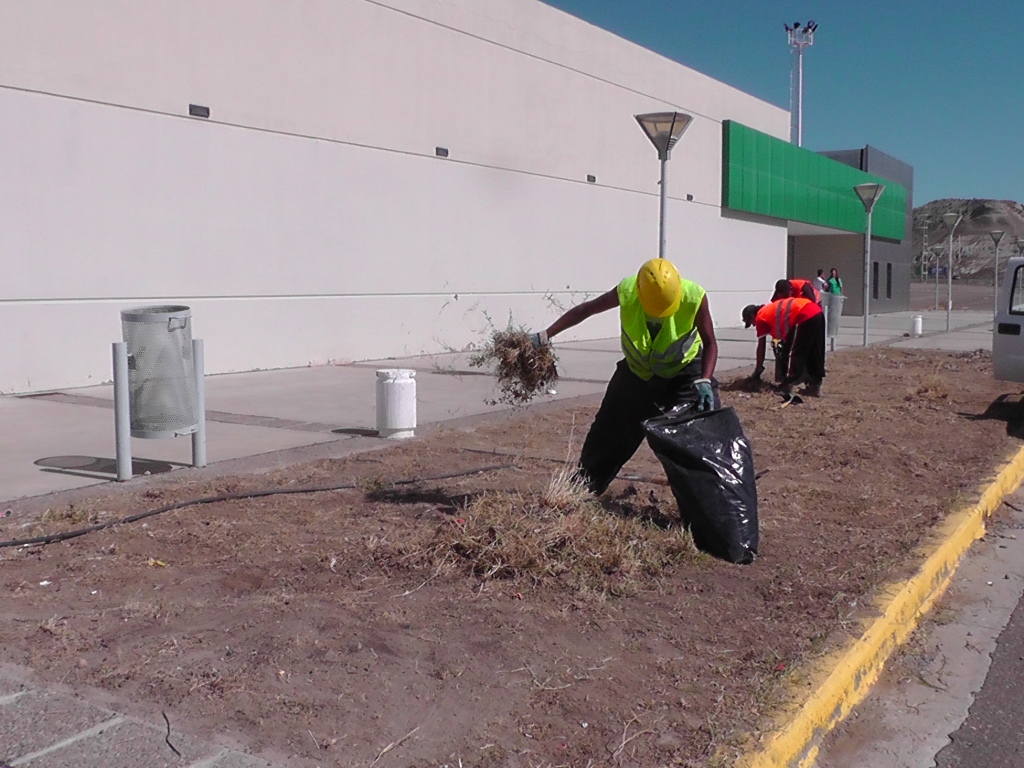 Comenzó la forestación en el Predio Ferial