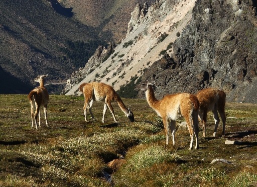 El Gobierno repudió la cacería de guanacos