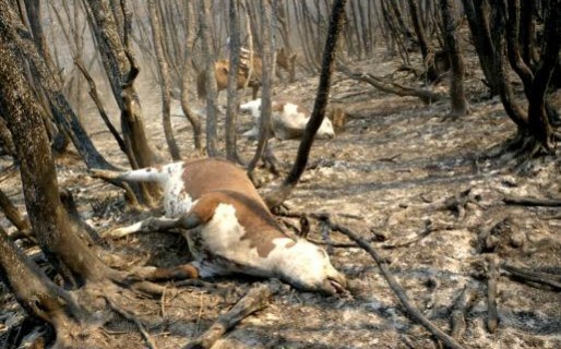 Buscan recuperar los bosques nativos en la Cordillera