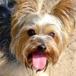 perro de raza