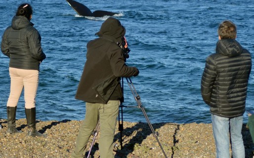 Se consolida el éxito de la ‘Vigilia de Ballenas’