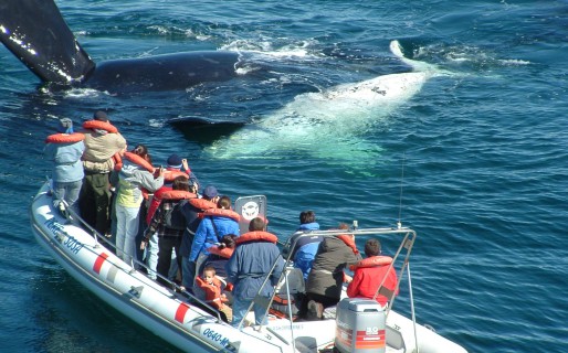 Las ballenas se exhiben al mundo con la “Vigilia 2015”