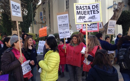 Proteccionistas reclaman por los perros de la calle