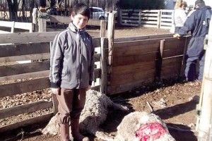 perros asesinos