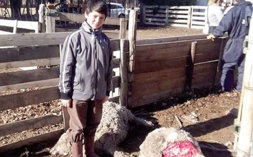 Perros asesinos: Matan 45 animales en una noche