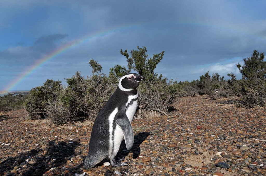 Pinguinera Punta Tombo-Chubut-