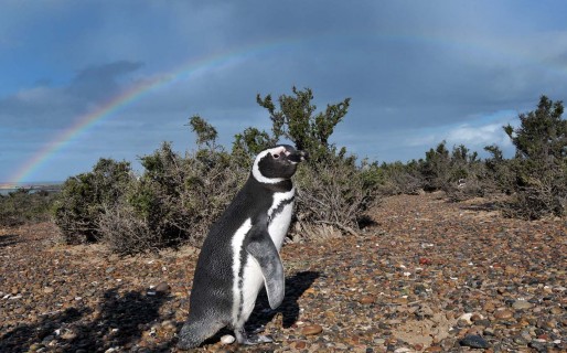 Gran repercusión de la llegada de los pingüinos a Punta Tombo