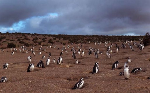 Irá a juicio el implicado por la causa de matanza de pingüinos en Punta Tombo